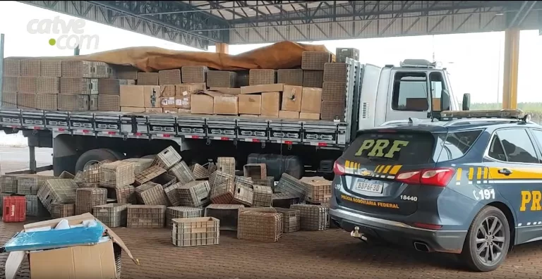 PRF apreende mais de 19 mil cigarros eletrônicos na BR-277 em Cascavel