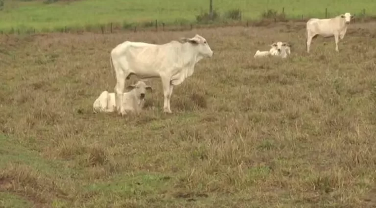 Estiagem no Paraná causou prejuízo de mais de R$360 milhões em 2025, indica instituto