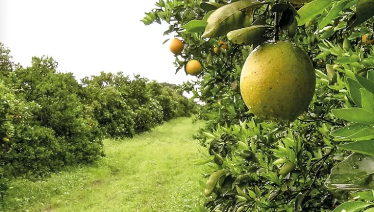 Em alerta, Paraná se une contra o greening