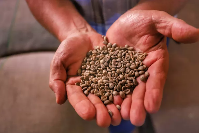 Paraná vendeu US$ 14,2 bilhões em alimentos e bebidas para 176 países em 2024