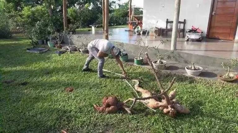 Produtor colhe mandioca de quase 3 metros no Paraná