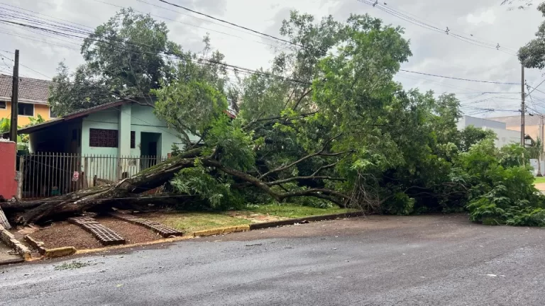 Ventos fortes causam queda de árvore e afetam serviços em Toledo