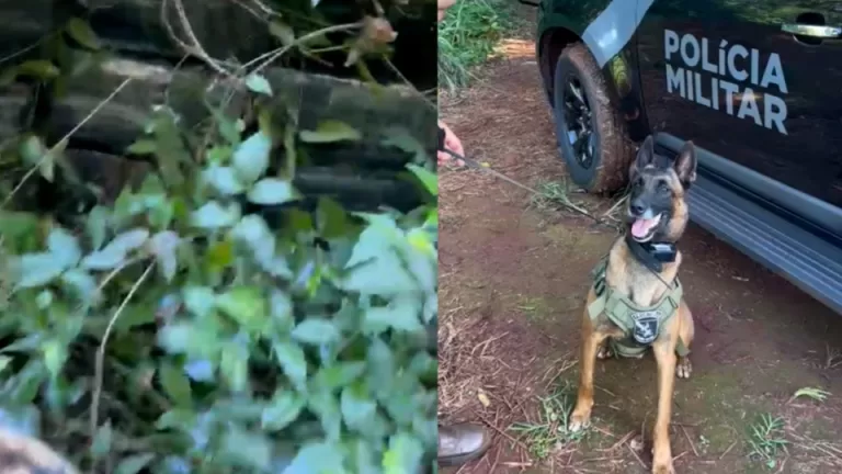 Cão farejador guia policiais em mata e encontra mais de uma tonelada de maconha