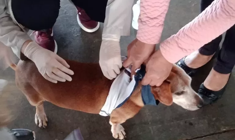 Marechal Rondon intensifica vacinação contra a raiva em cães e gatos