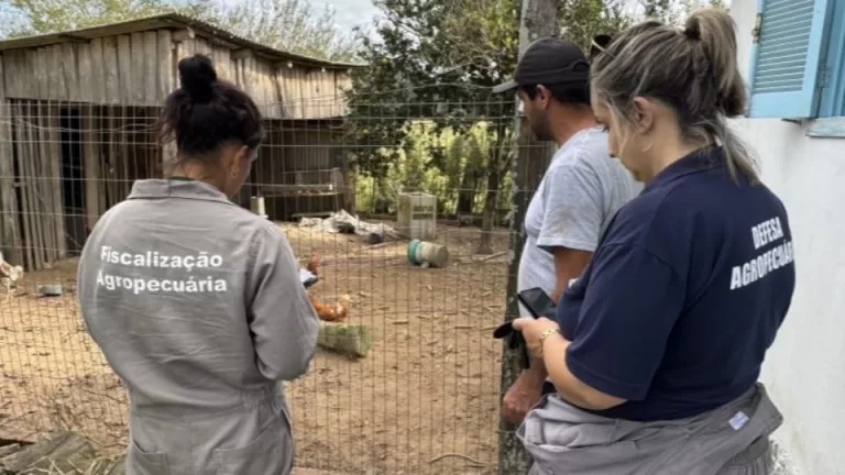 Governo do RS já vistoriou 55% das propriedades no raio do foco de gripe aviária