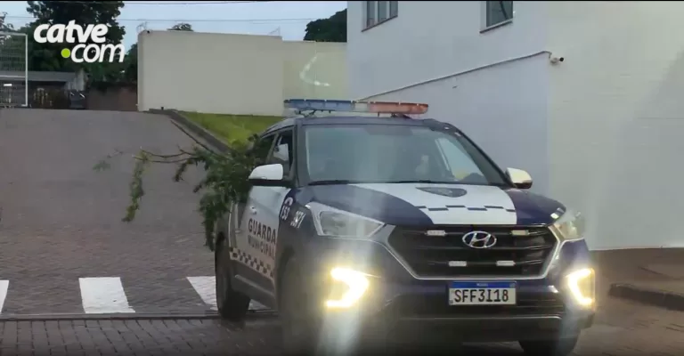 Pé de maconha gigante não cabe na viatura e obriga GM a andar com janela aberta