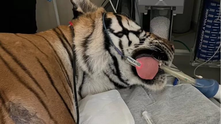 Tigre Hu passa por atendimento veterinário no Zoológico de Cascavel