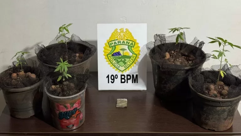 Rapaz de 21 anos é detido por cultivar pés de maconha em residência em Toledo