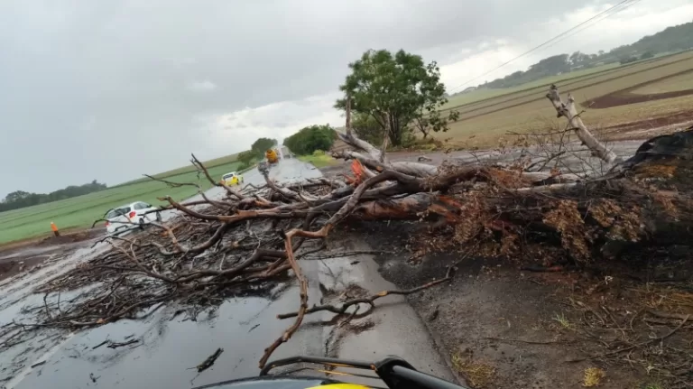Árvore cai na BR-163 em Mercedes durante forte chuva