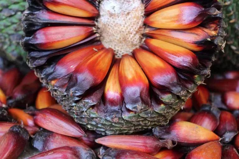 Pinhão verde é tóxico à saúde e pode causar problemas no sistema digestivo; veja riscos do consumo