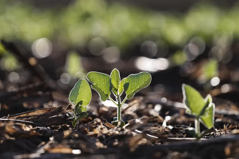 Com escalonamento, vazio sanitário da soja começa em 2 de junho no Paraná