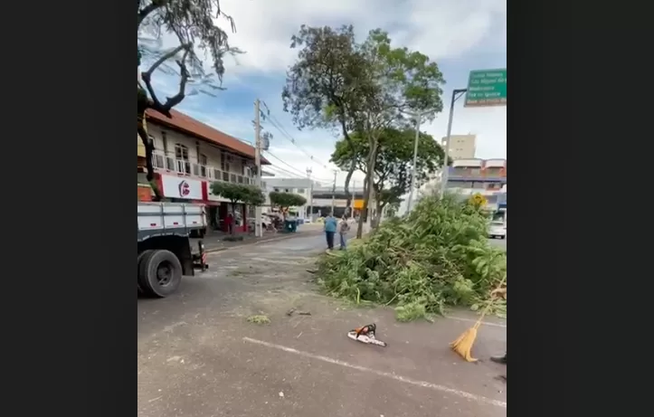 Poda de árvores bloqueia trânsito da Avenida Maripá