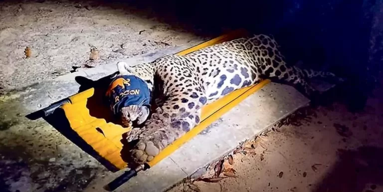 Fragmentos ósseos e fios de cabelo foram encontrados em fezes de onça-pintada que matou caseiro