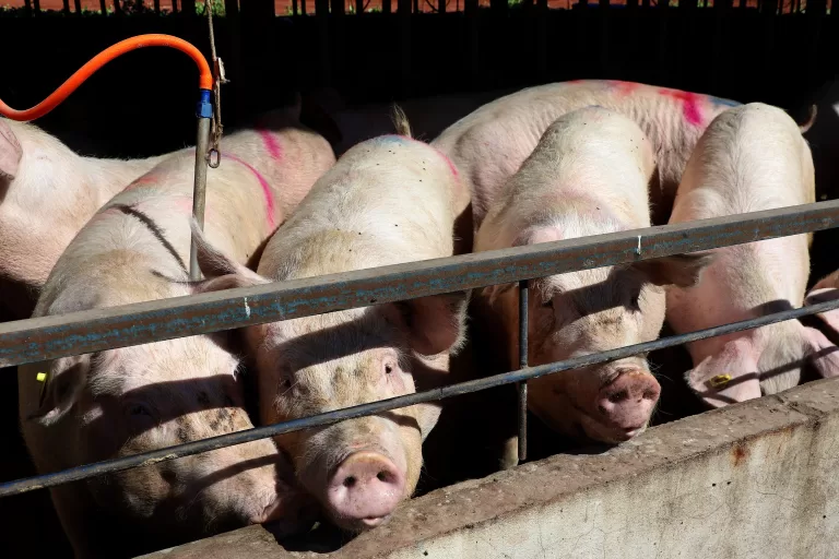 Paraná bate recorde de produção de carne de frango, suína e bovina no 1º trimestre de 2025