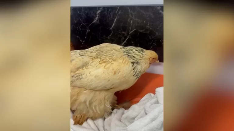 Galinhas vítimas de zoofilia são levadas a hospital veterinário