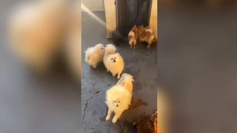 Polícia encontra canil irregular durante cumprimento de mandado em Toledo; veja vídeo