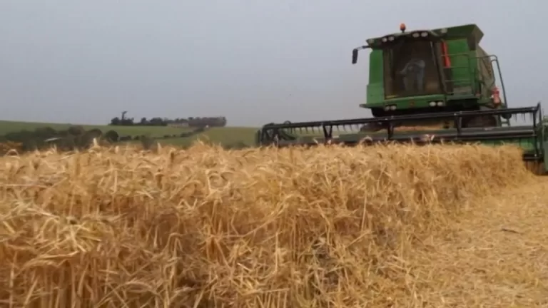 Cascavel tem queda no Valor Bruto da Produção em 2024, mas mantém 2º lugar no Paraná