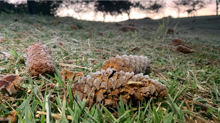 Frio intenso: Cascavel registra sensação térmica de -6°C
