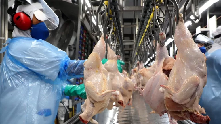 Gripe aviária: 16 países suspendem restrição à carne brasileira