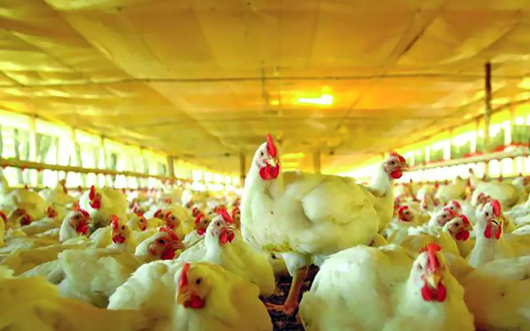 Brasil comunica à OMSA fim do vazio sanitário e se autodeclara livre da gripe aviária