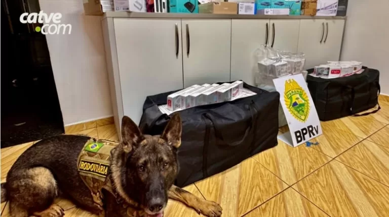 Cão Colt localiza mais de sete quilos de maconha em ônibus