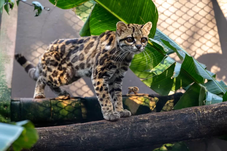 Filhote de gato-maracajá e harpias recebem microchip no Refúgio Biológico da Itaipu