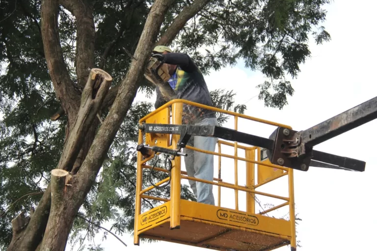 Área central de Planalto do Oeste está recebendo poda de árvores