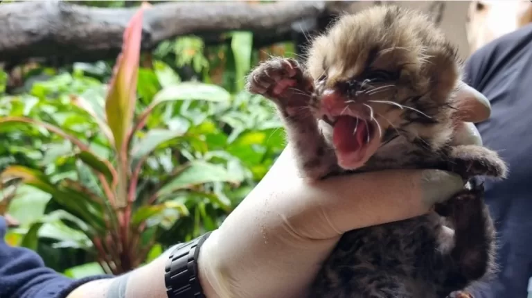Filhote de gato-maracajá nasce em refúgio da Itaipu