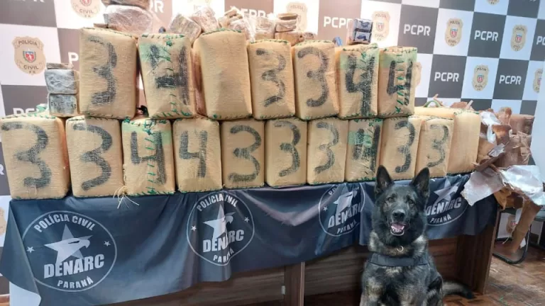 Polícia Civil realiza maior apreensão de haxixe da história do Paraná