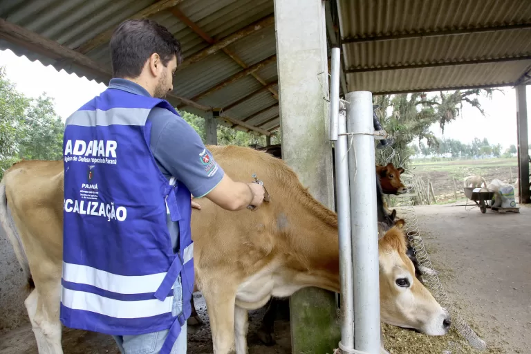 Vereadores propõem campanha emergencial de vacinação contra raiva animal