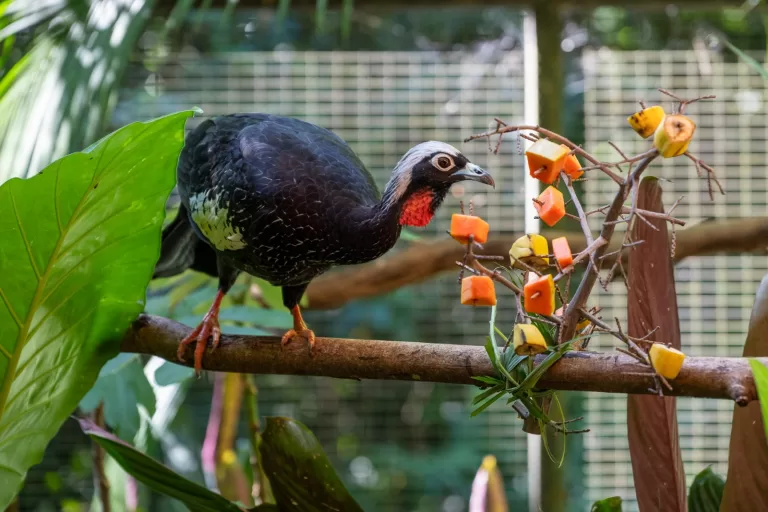Zoo do Refúgio Biológico Bela Vista passa a integrar rede da Azab