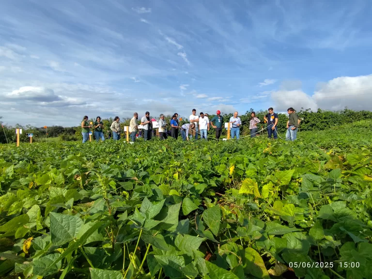 Dia de Campo em Entre Rios do Oeste destaca potencial do feijão agroecológico