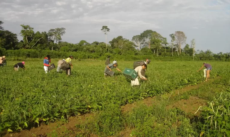 CMN reduz para R$ 200 mil limite de enquadramento no Proagro