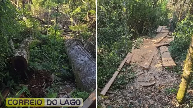 Indígenas são presos por corte ilegal de árvores ameaçadas de extinção para comércio clandestino