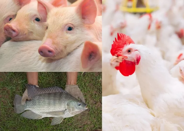 Alimenta 2025 é espaço estratégico para discutir o futuro da proteína animal no Brasil