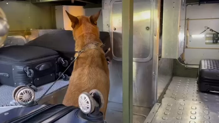 PRF flagra grávida transportando quase 10 quilos de skunk em ônibus na BR-277
