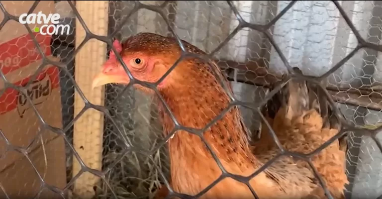 “Ele assumiu ter dormido com a galinha, não negou nada”, diz tutora de animais vítimas de zoofilia