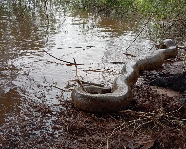 Sucuri capturada na área urbana de Guaíra é devolvida à natureza