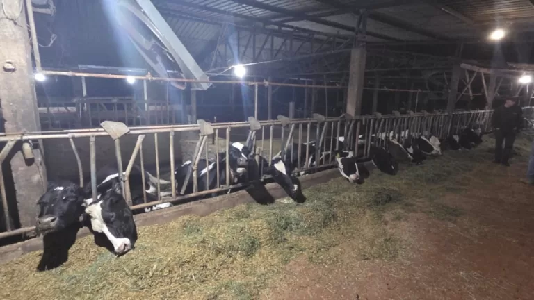 32 vacas morrem eletrocutadas no interior de Marechal Rondon; veja o vídeo