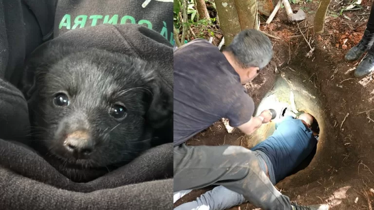 Filhotes e a mãe são salvos após três dias presos em buraco de tatu