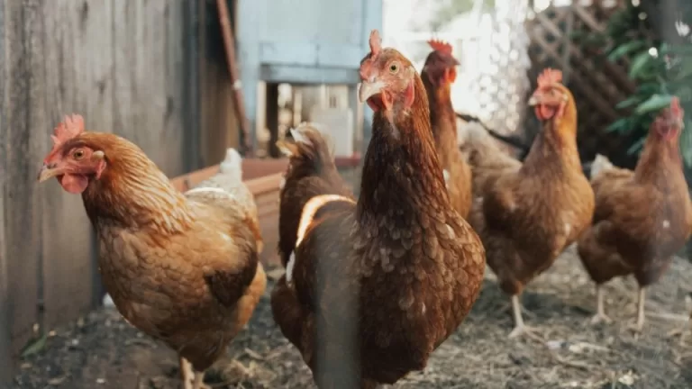 Ceará registra primeiro foco de gripe aviária em aves domésticas