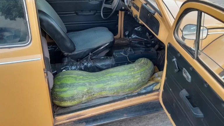 Abobrinha gigante de 72 quilos é transportada em Fusca no interior do Paraná