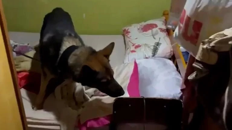 Operação é deflagrada contra comércio ilegal de armas no Sudoeste do Paraná