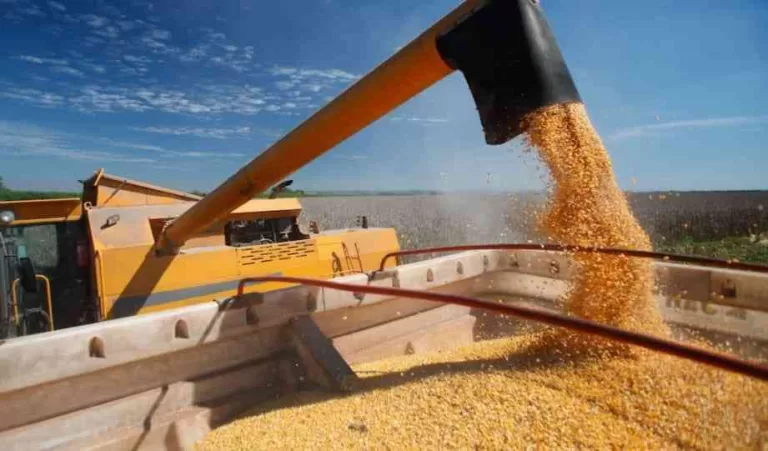 Coopavel vai registrar a maior recepção de milho da história
