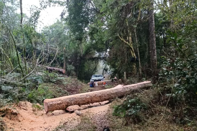 Paraná registra queda de 35,6% nos crimes ambientais contra a flora no 1º semestre