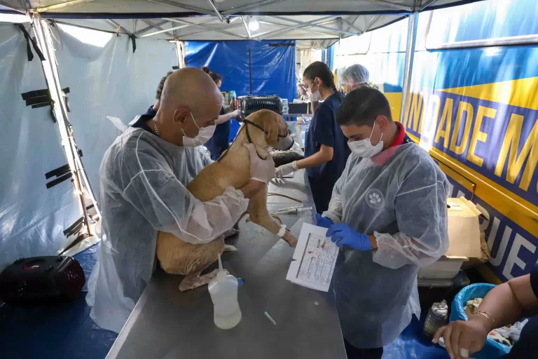 Com orçamento 440% maior, CastraPet Paraná vai intensificar vacinação antirrábica