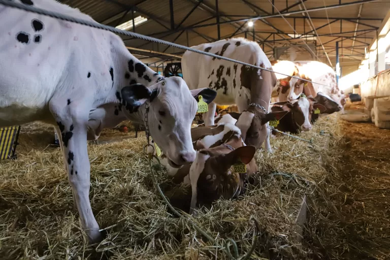 Atualização do rebanho de 2025 termina com 86,7% das propriedades cadastradas