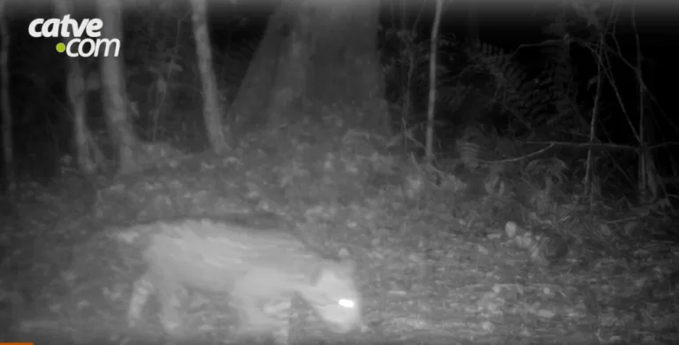 Novo filhote de onça-pintada é flagrado por câmera no Parque Nacional do Iguaçu; veja vídeo