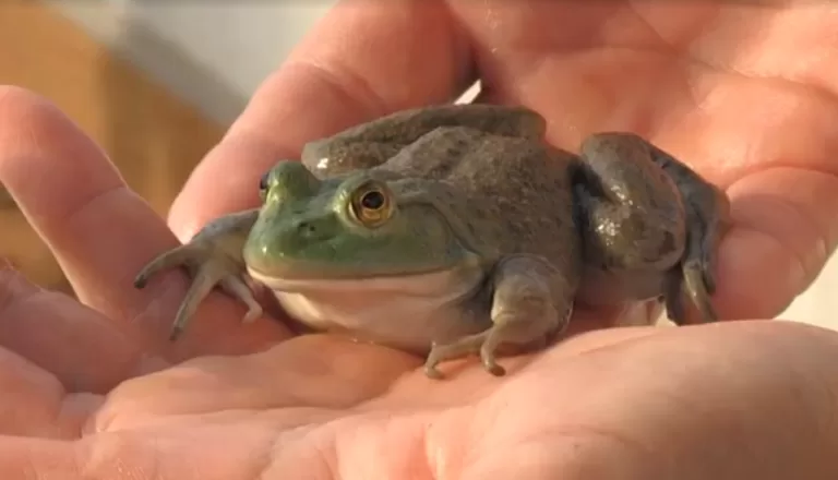 Criação de rãs para consumo vira negócio em região conhecida pela agricultura no Paraná