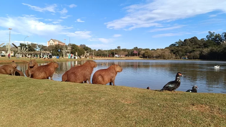Oeste do Paraná tem tempo firme, mas chuva deve voltar na quarta-feira